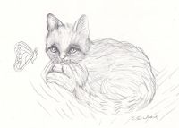 Kitten